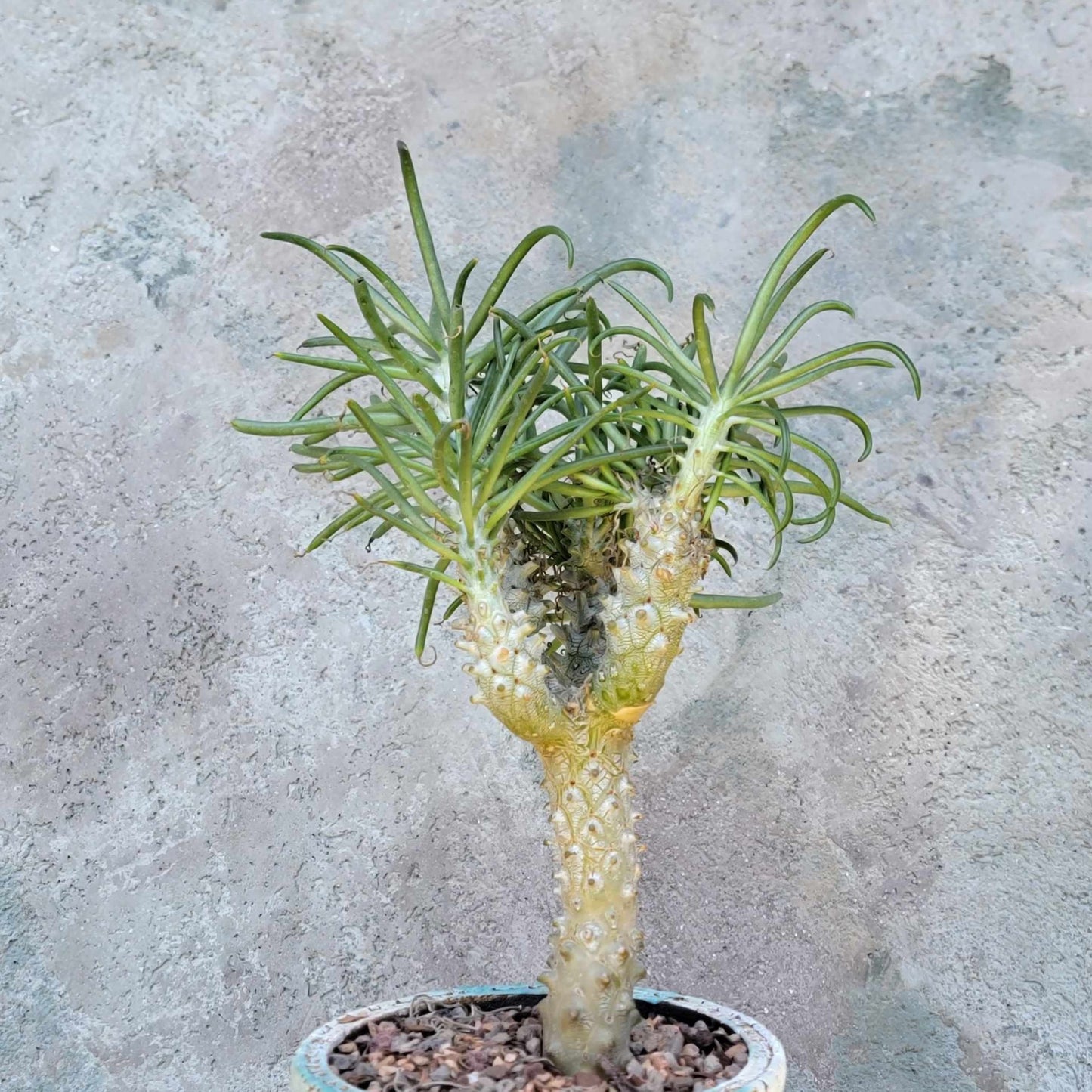 Tylecodon wallichii