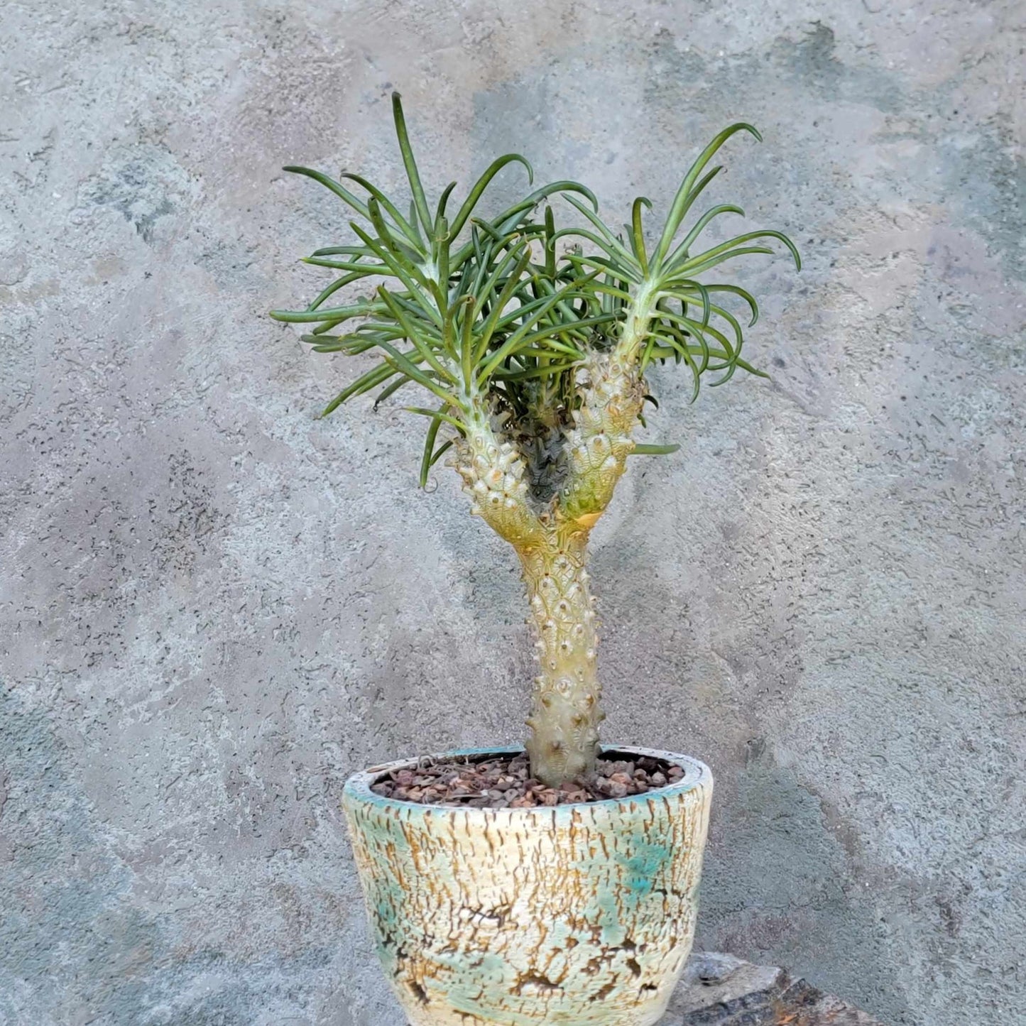 Tylecodon wallichii