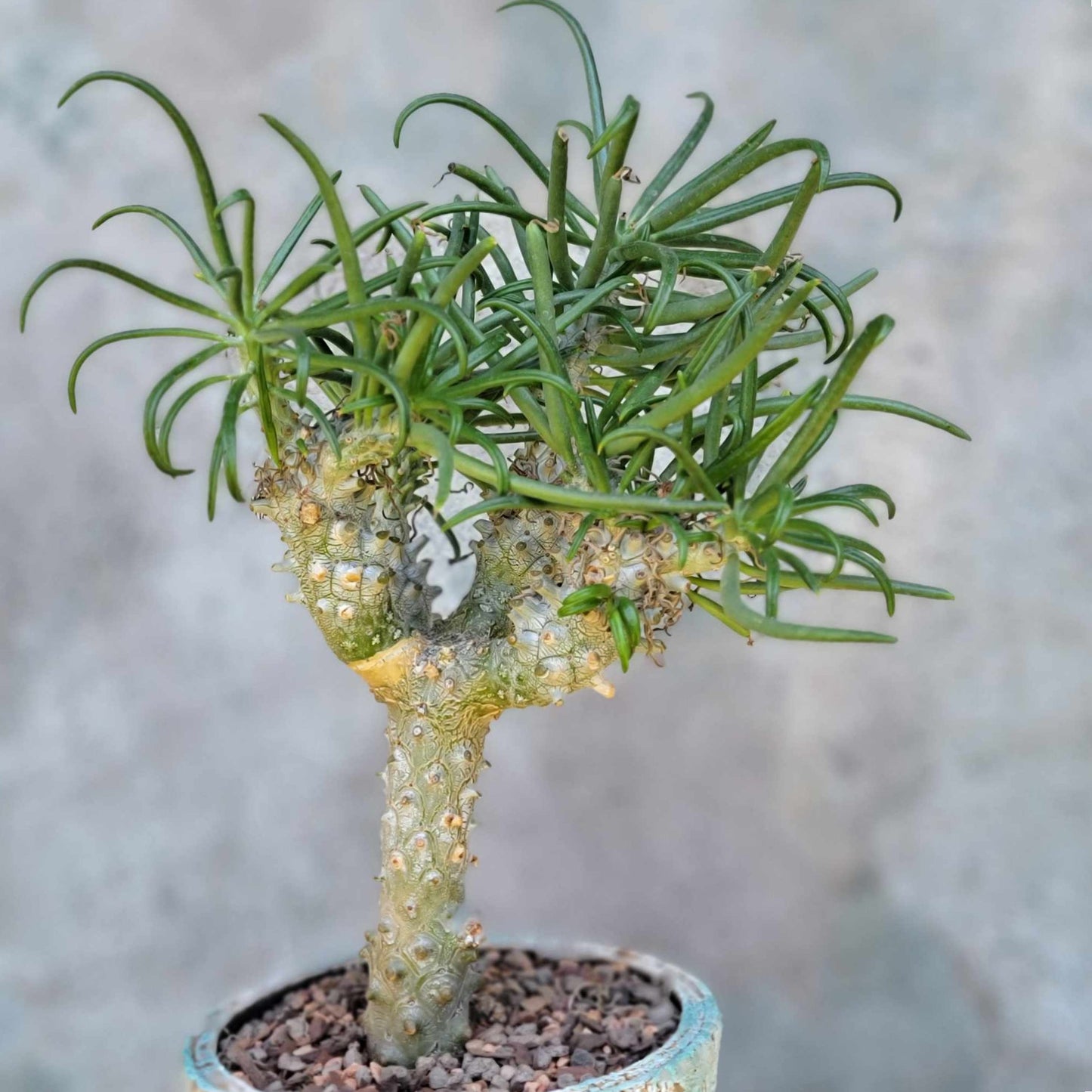 Tylecodon wallichii