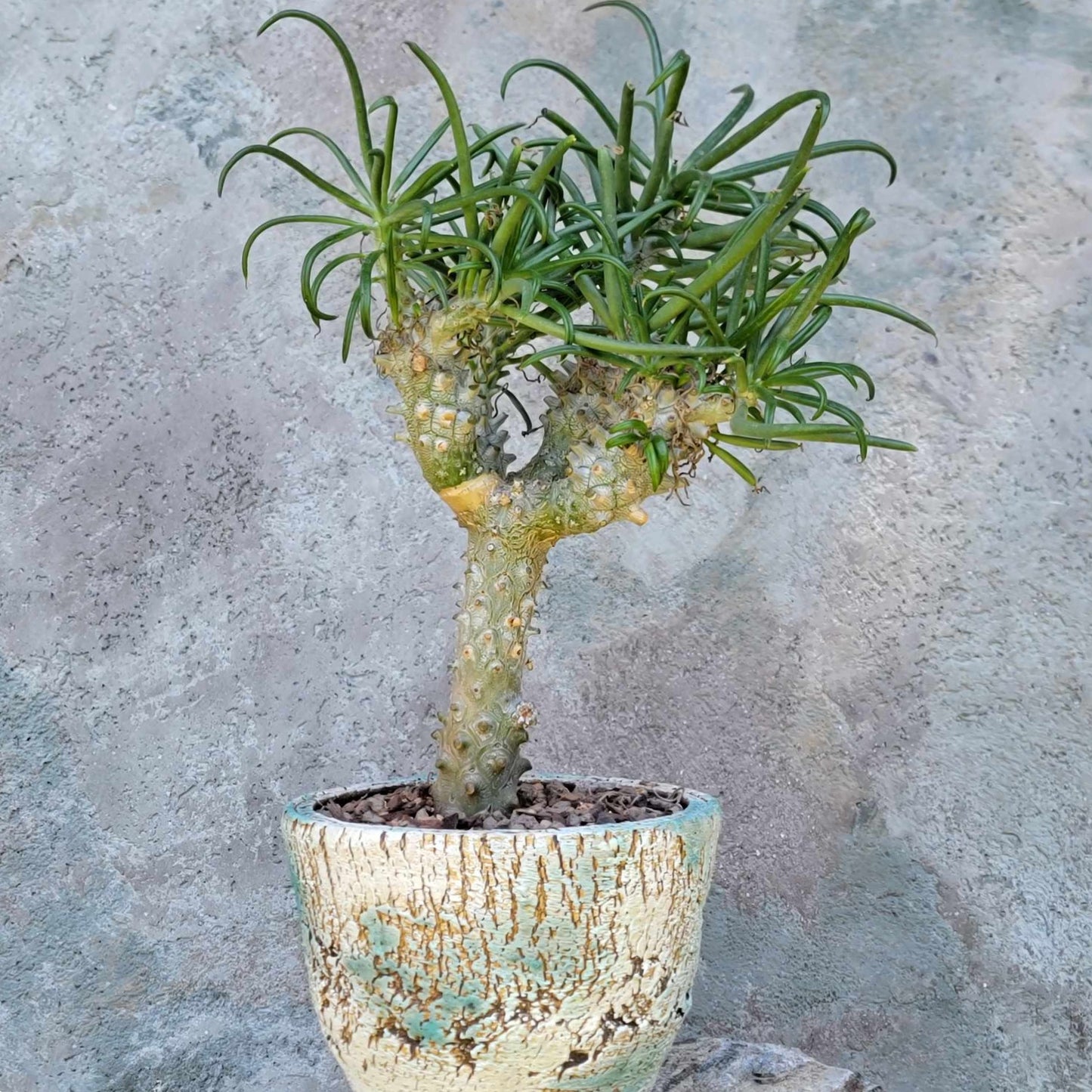 Tylecodon wallichii