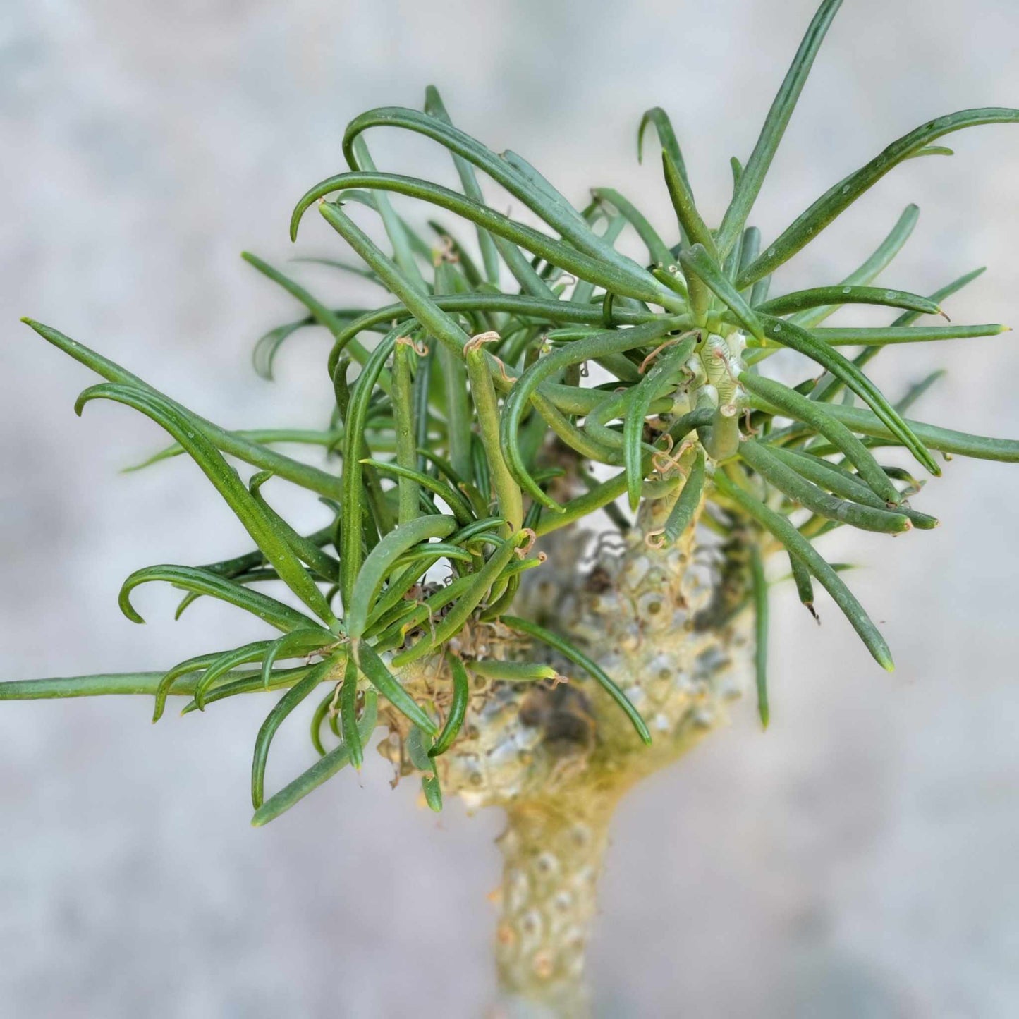 Tylecodon wallichii