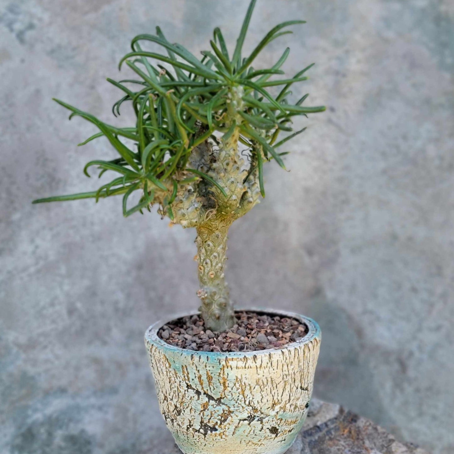 Tylecodon wallichii