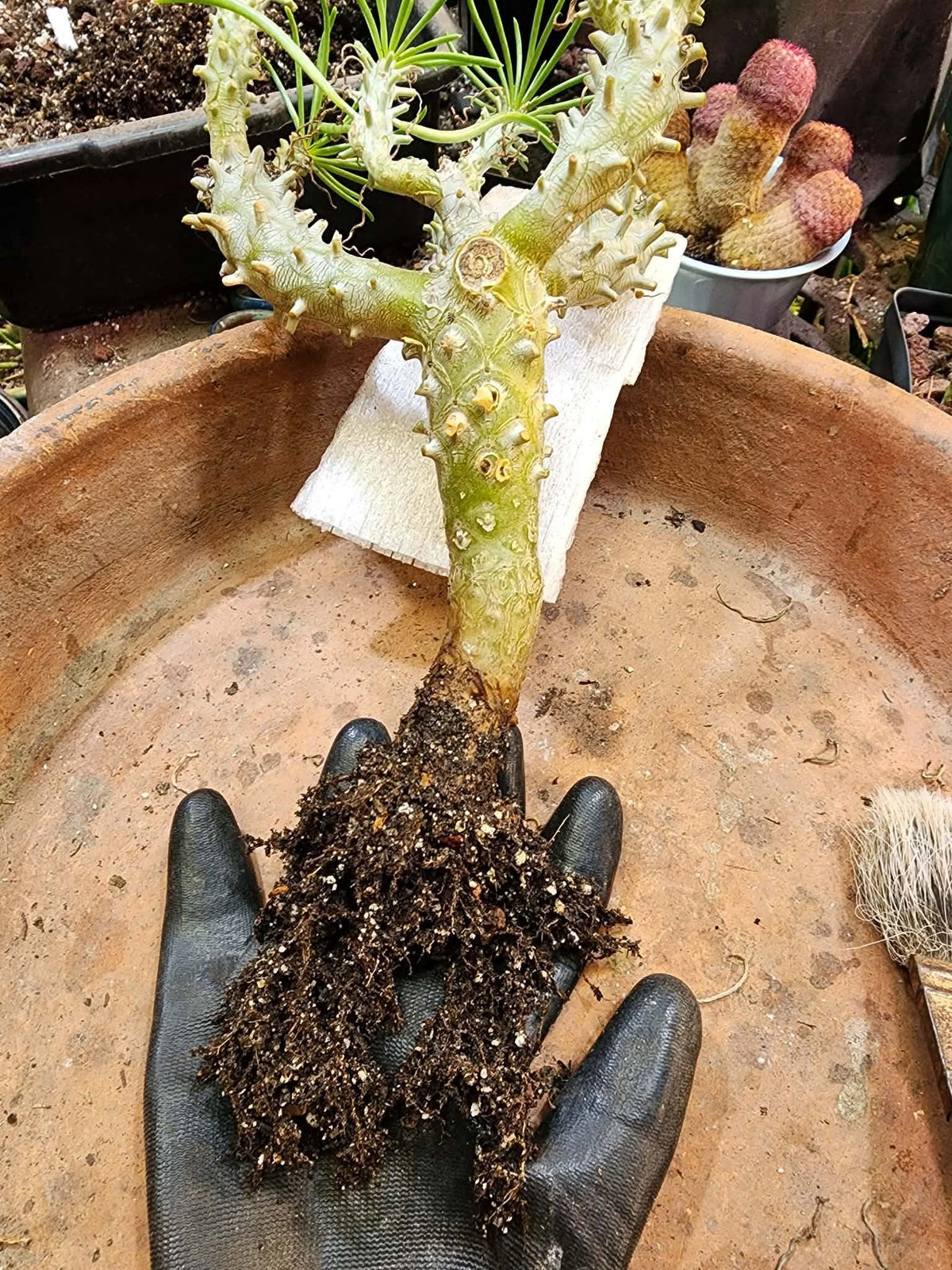 Tylecodon wallichii (Last one!)