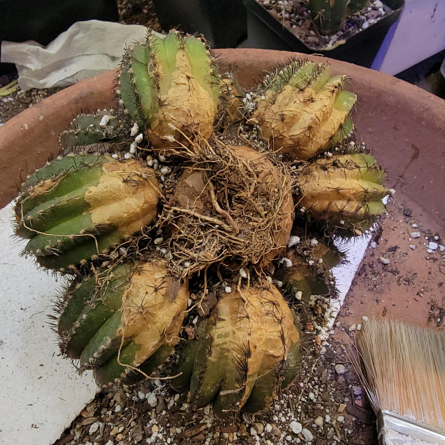 Uebelmannia Pectinifera - Large Cluster - 10 Heads! Wish List Specimen!