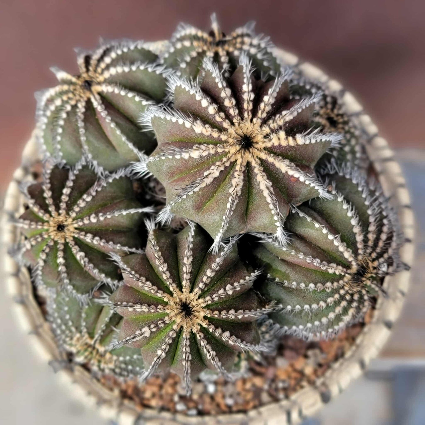 Uebelmannia Pectinifera - Large Cluster - 10 Heads + Baby! Wish List Specimen!