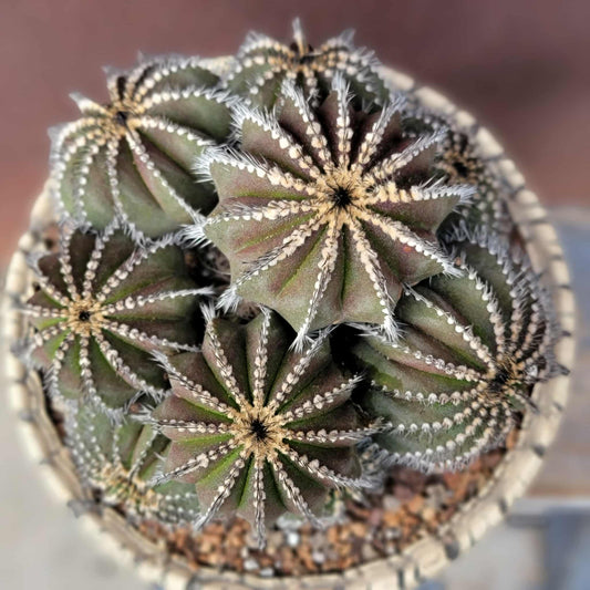 Uebelmannia Pectinifera - Large Cluster - 10 Heads + Baby! Wish List Specimen!