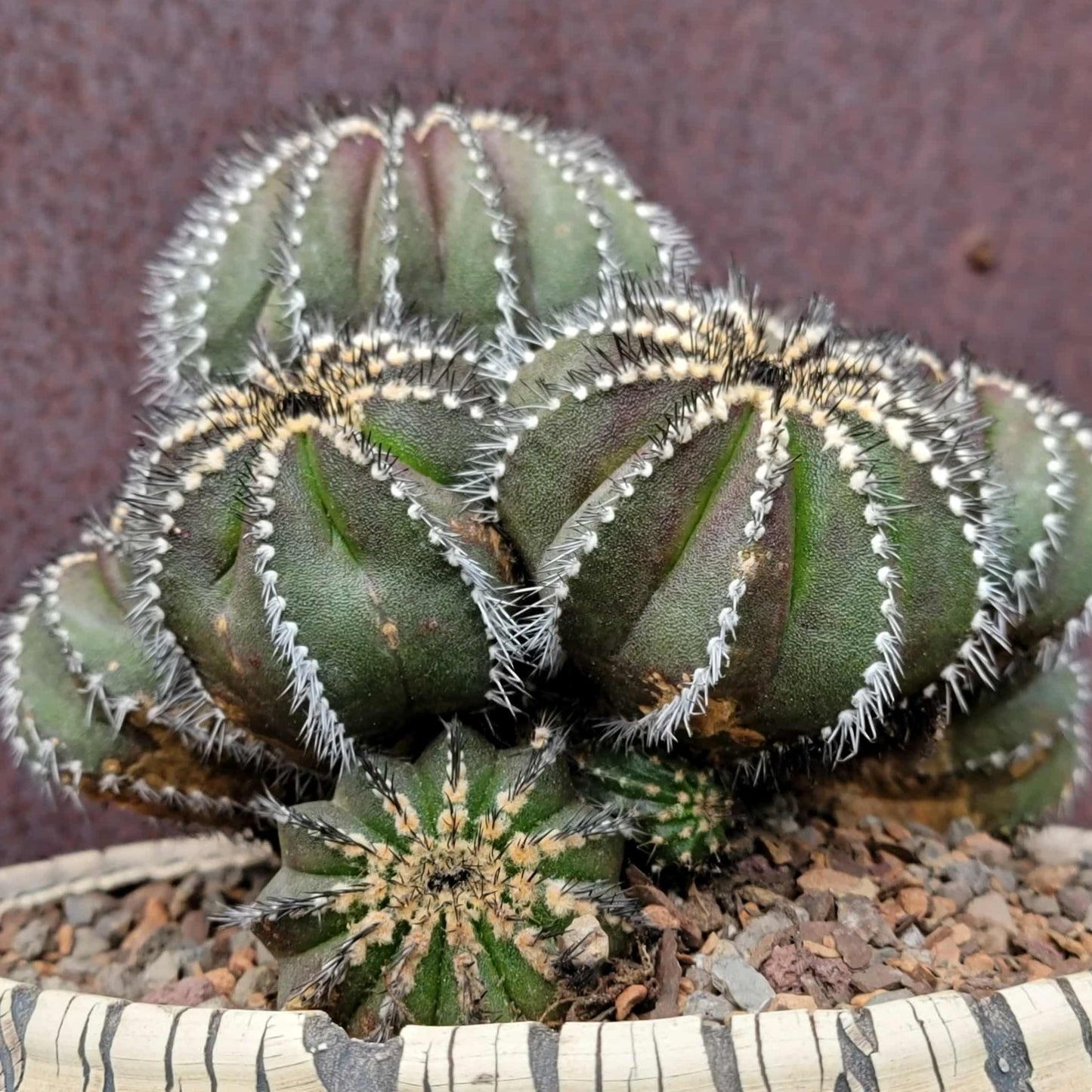 Uebelmannia Pectinifera - Large Cluster - 10 Heads + Baby! Wish List Specimen!