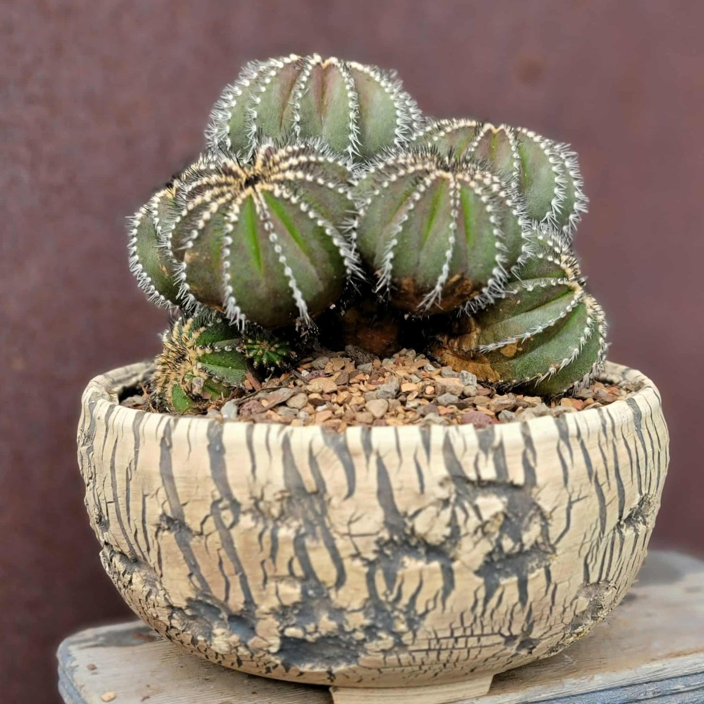 Uebelmannia Pectinifera - Large Cluster - 10 Heads + Baby! Wish List Specimen!