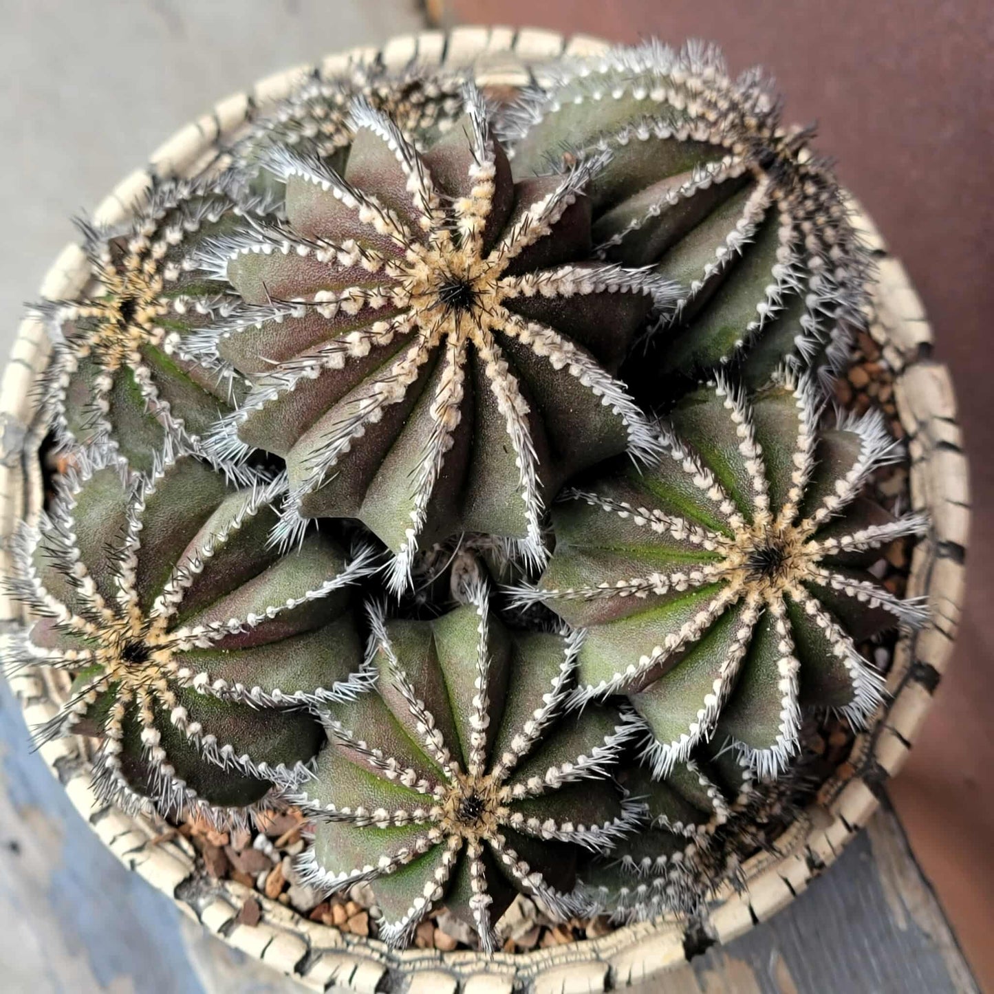 Uebelmannia Pectinifera - Large Cluster - 10 Heads + Baby! Wish List Specimen!