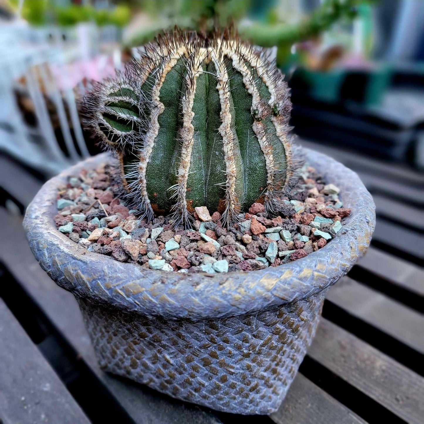 Cement Basket Planter