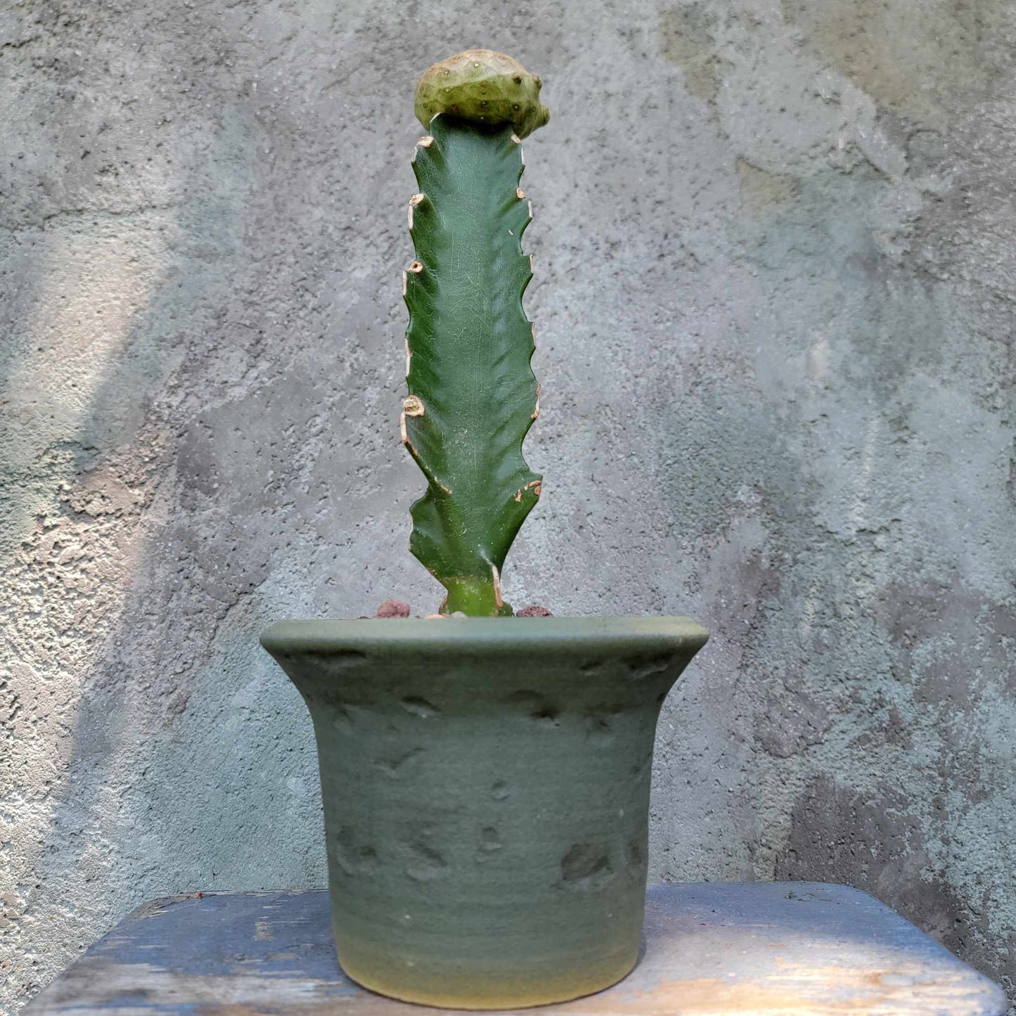 Peety Pots by Pablo Handmade Pottery image 1