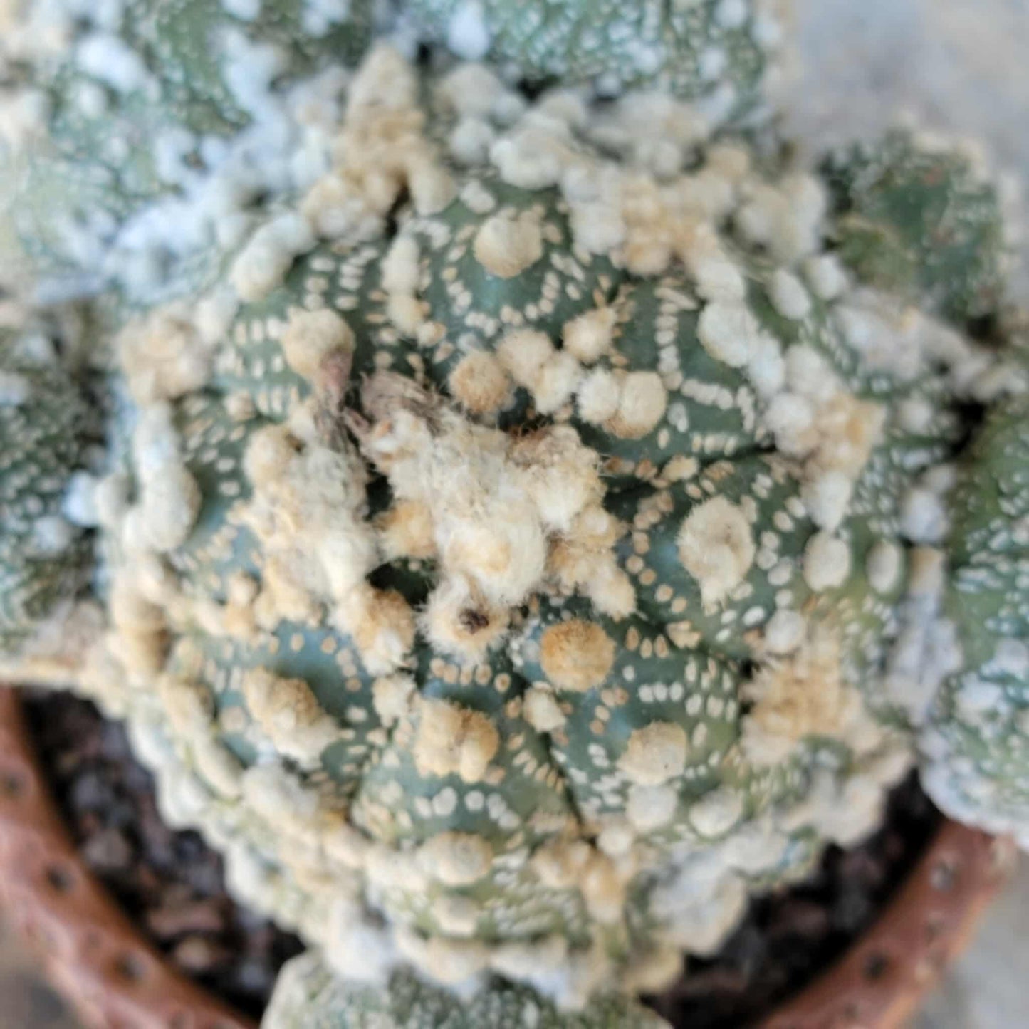 Astrophytum asterias cv. Hanazono - BIG Cluster!