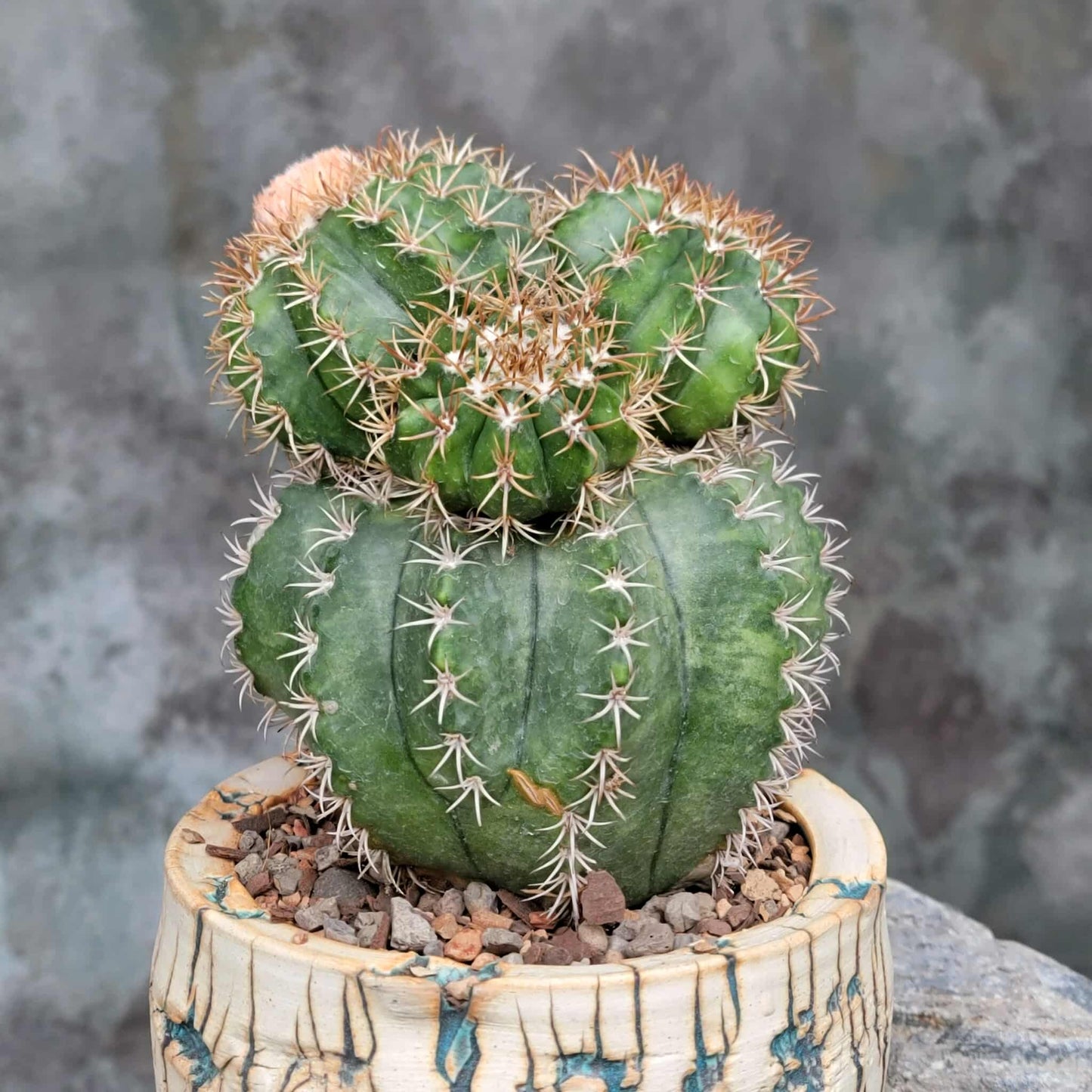 Melocactus matanzanus with cephalium – Turk’s Cap Cactus - 4 Heads - Last one!