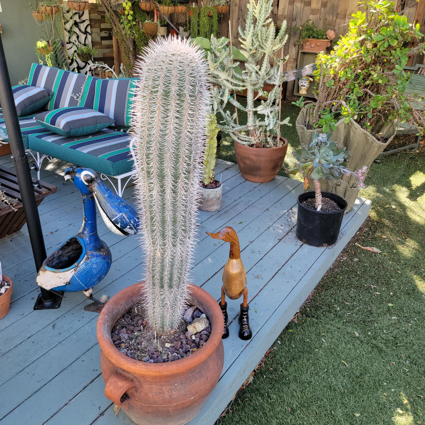 Pachycereus Pringlei - False Saguaro Cardon - Over 3 feet tall - OLD