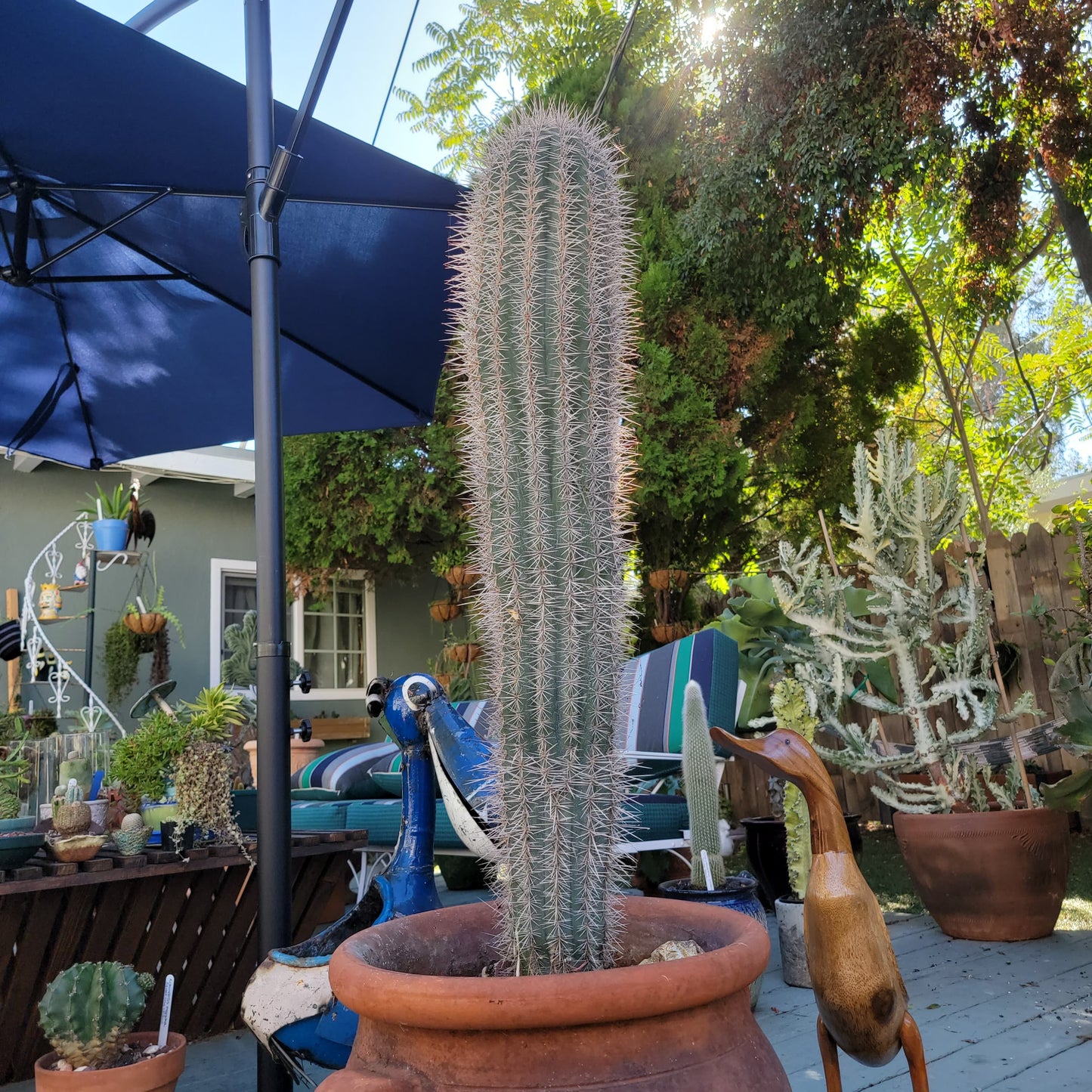 Pachycereus Pringlei - False Saguaro Cardon - Over 3 feet tall - OLD