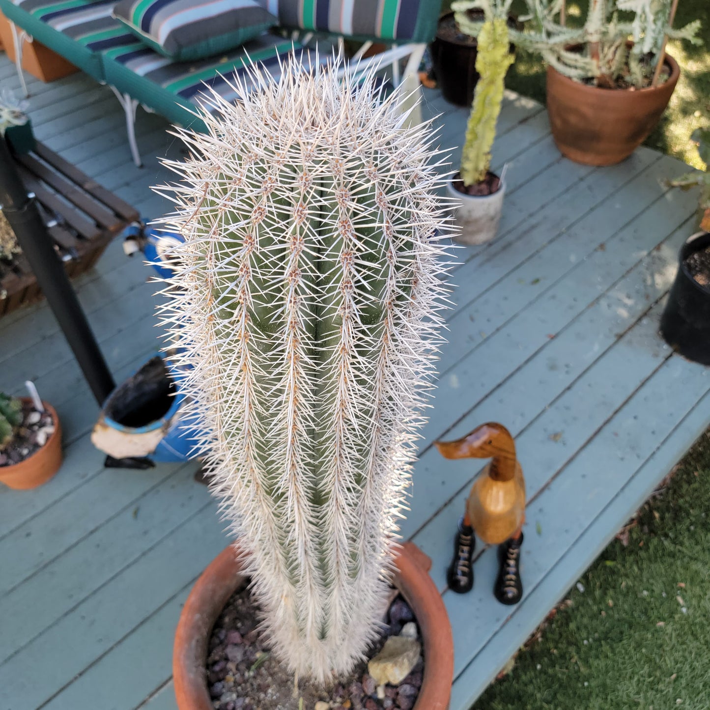 Pachycereus Pringlei - False Saguaro Cardon - Over 3 feet tall - OLD