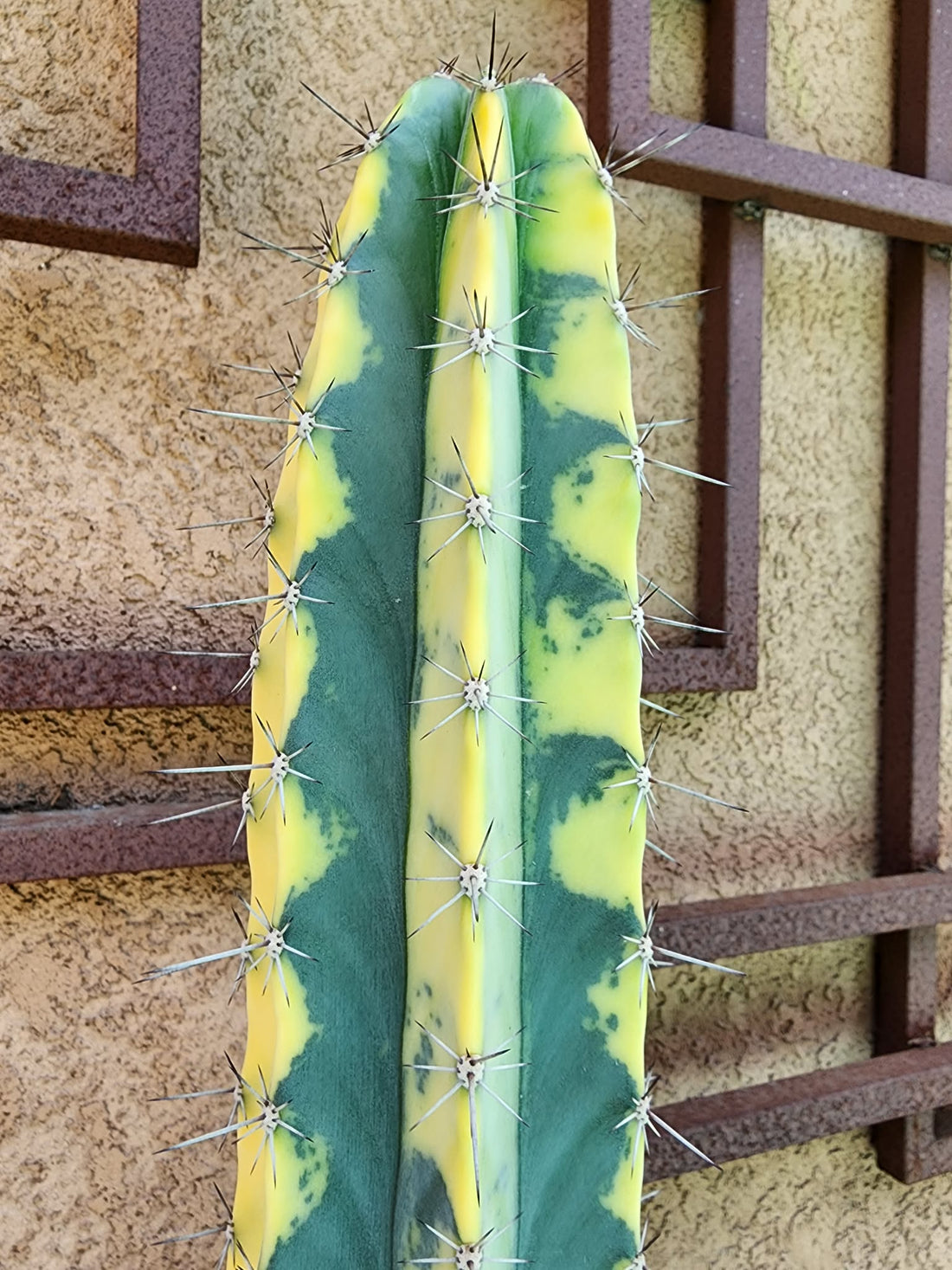 Notes on a Remarkable Lemaireocereus pruinosus variegata
