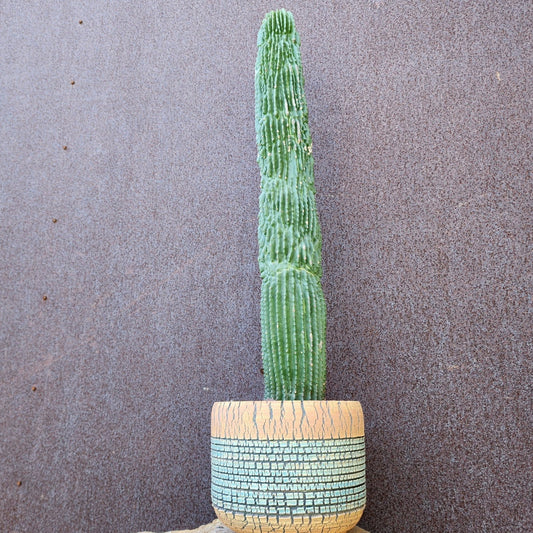 Collector Notes: The Architecture of Silence - Neobuxbaumia polylopha f. inermis