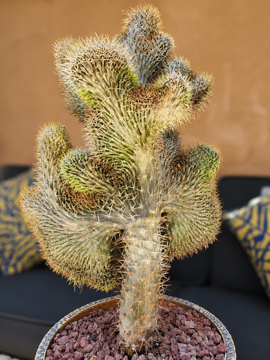 Pachypodium lamerei cristata — The Palm That Was Never a Palm