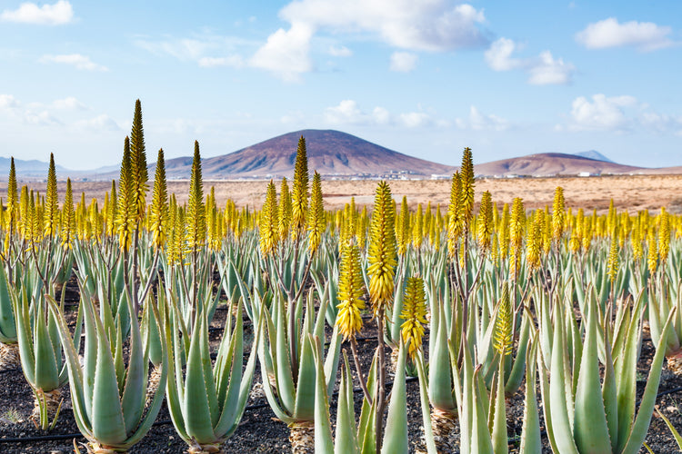 ALOE