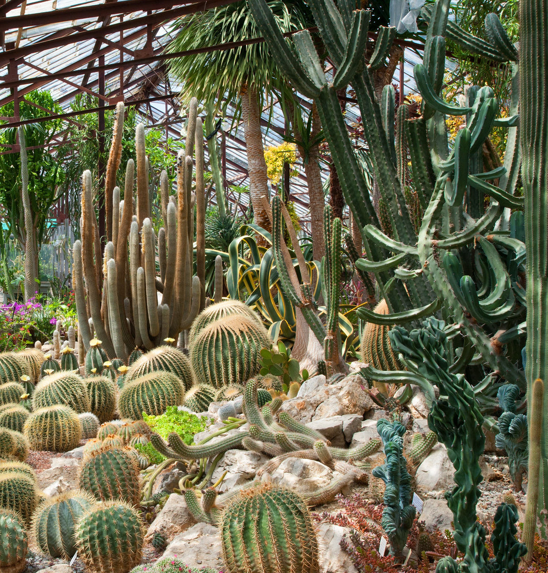 All Products – Shangri-Ha Cactus Ranch
