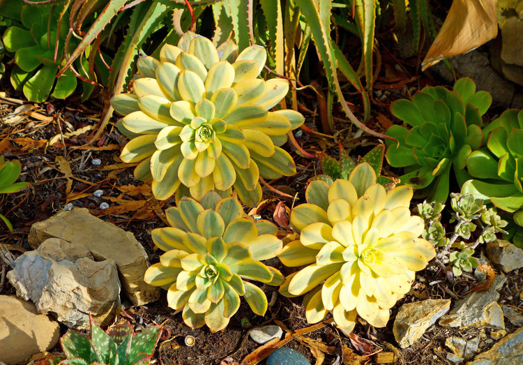 AEONIUM