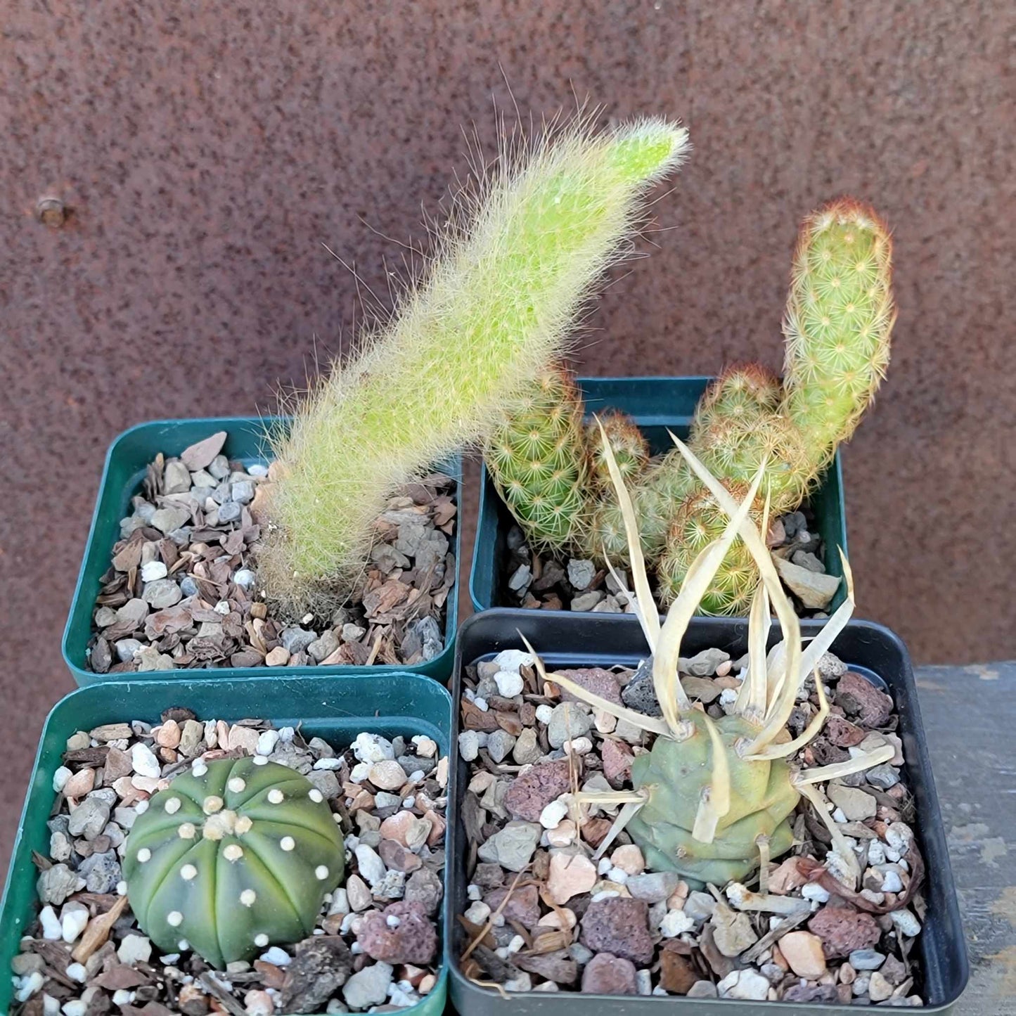 Cactus Bundle #1 -  4 Varieties