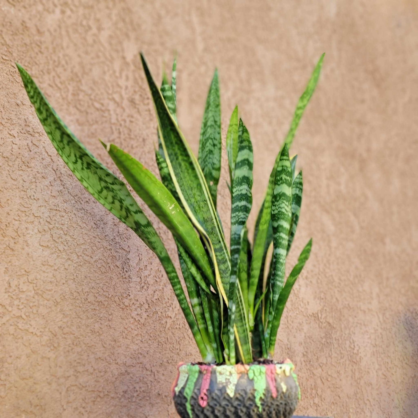 Sansevieria trifasciata 'Gold Flame' - Snake Plant (x 8)