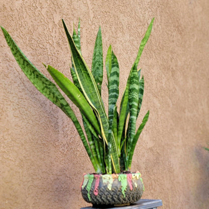 Sansevieria trifasciata 'Gold Flame' - Snake Plant (x 8)