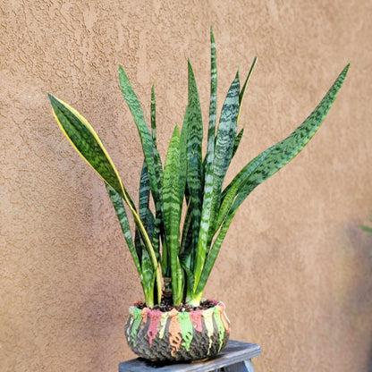 Sansevieria trifasciata 'Gold Flame' - Snake Plant (x 8)