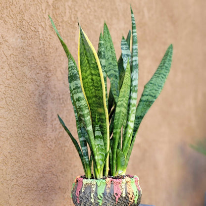 Sansevieria trifasciata 'Gold Flame' - Snake Plant (x 8)