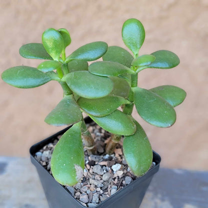 Crassula Succulent Bundle #1 -  6 Exotic Varieties