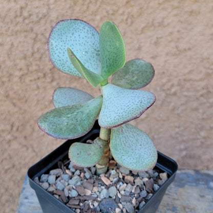 Crassula Succulent Bundle #1 -  6 Exotic Varieties