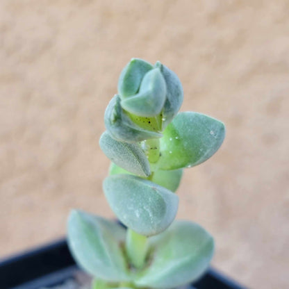 Crassula Succulent Bundle #1 -  6 Exotic Varieties