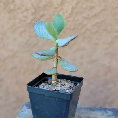 Crassula Succulent Bundle #1 -  6 Exotic Varieties