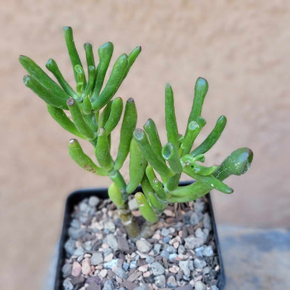 Crassula Succulent Bundle #1 -  6 Exotic Varieties