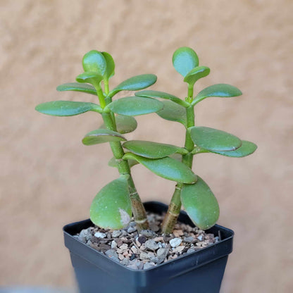 Crassula Succulent Bundle #1 -  6 Exotic Varieties