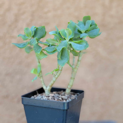 Crassula Succulent Bundle #1 -  6 Exotic Varieties