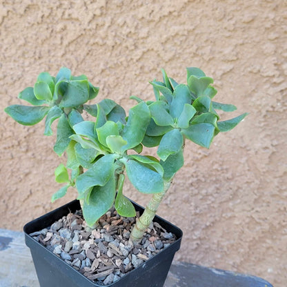 Crassula Succulent Bundle #1 -  6 Exotic Varieties