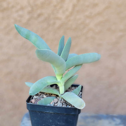 Crassula Succulent Bundle #1 -  6 Exotic Varieties