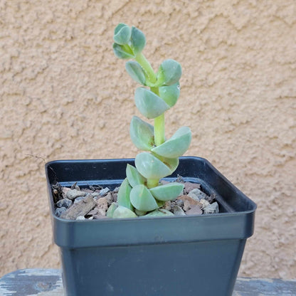 Crassula Succulent Bundle #1 -  6 Exotic Varieties