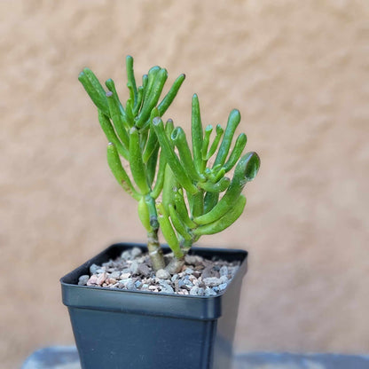 Crassula Succulent Bundle #1 -  6 Exotic Varieties