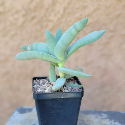 Crassula Succulent Bundle #1 -  6 Exotic Varieties