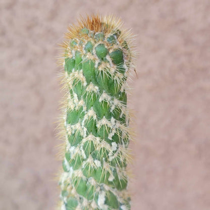 Trichocereus spachianus f. supermostruosa  - ‘Super monstrose Golden Torch’