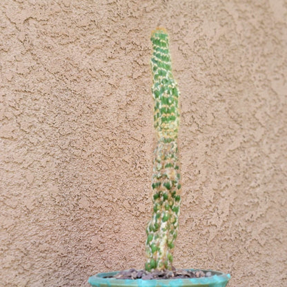 Trichocereus spachianus f. supermostruosa  - ‘Super monstrose Golden Torch’