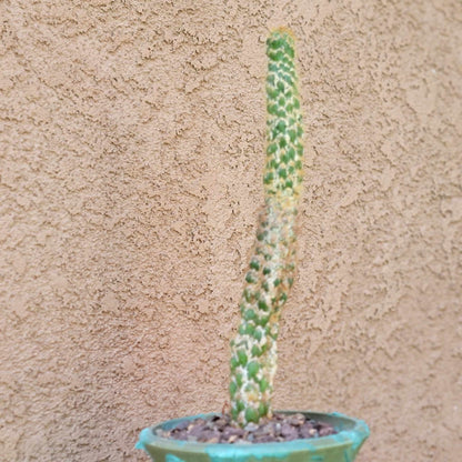 Trichocereus spachianus f. supermostruosa  - ‘Super monstrose Golden Torch’