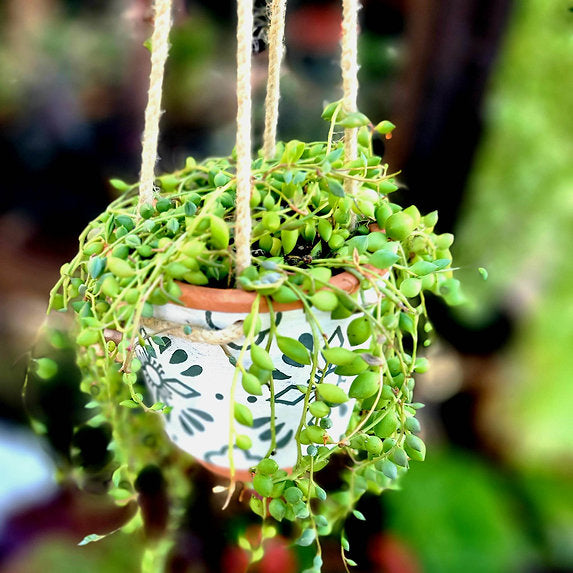 String of Trailing Succulents - 15 Varieties