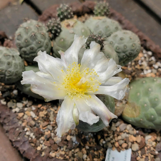 Tephrocactus Geometricus – Snow Man Cactus - 13 Cladodes