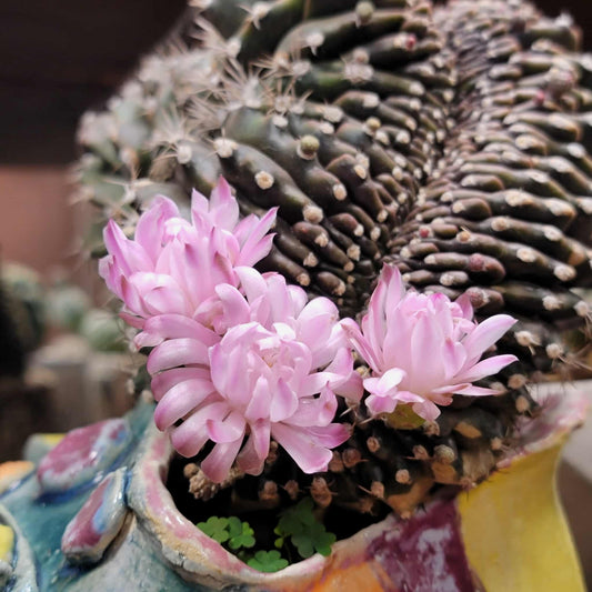 Gymnocalycium anisitsii subs. damsii f. cristatum