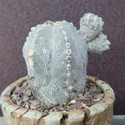 Astrophytum Myriostigma cv. Onzuka